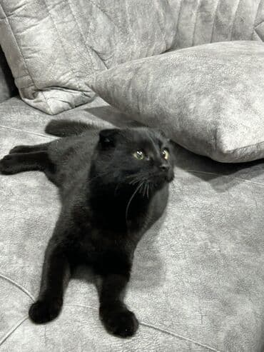 İtlər: Şotland yastı qulaq, Dişi, Ünvandan götürmə — 7