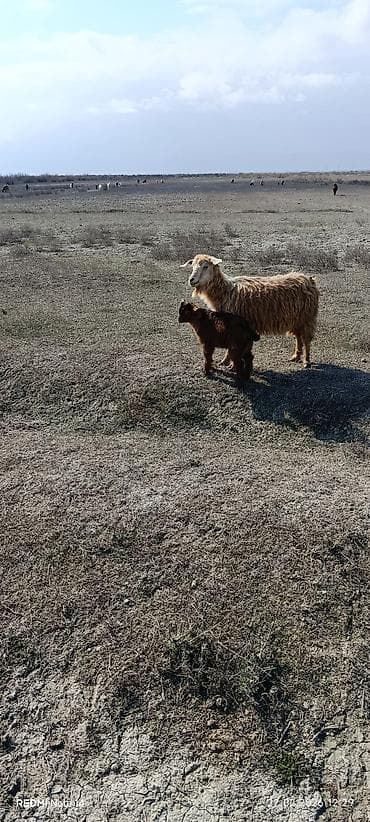 Keçilər, çəpişlər: 10 balalı keçidi 8-zi birinci ikinci qarın doğmuş keçilərdi 2-si — 1