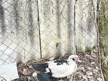 çau çau satılır: Zumurud erkey bala disi bala birde cut satlir real alciyla razlasmag — 2