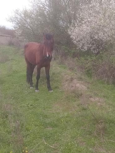 cins qoyunlar satilir: Erkək, il: 5, Ünvandan götürmə — 10