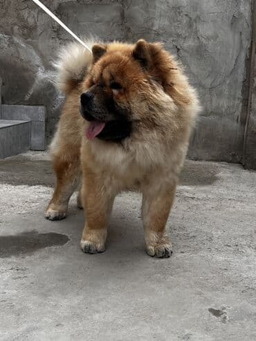 labrador retriever satilir: Çau-Çau, 7 ay, Erkek, Sənədli — 5