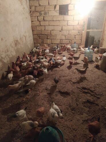 Gəmiricilər: Toyuq cücələri, Ətlik — 1