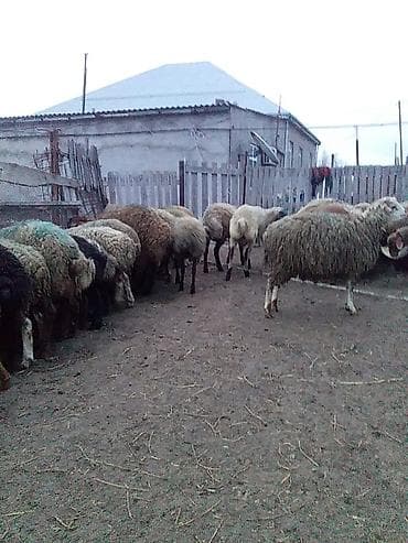 Kəsimlik kök quzular 60 baş Satlıq əlaqə üçün 070 633 66 94 nömürəsi — 5