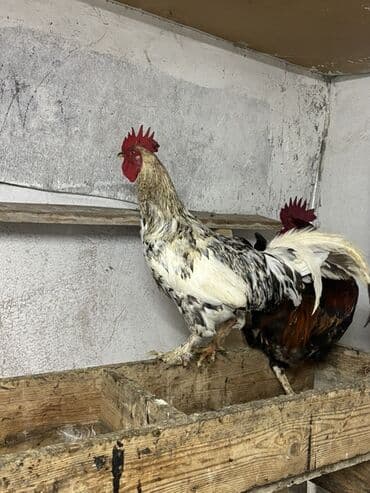 купить хамелеона в баку: Петух, лет: 3 — 3