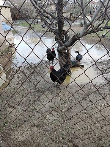 Xoruz, il: 1, Ünvandan götürmə