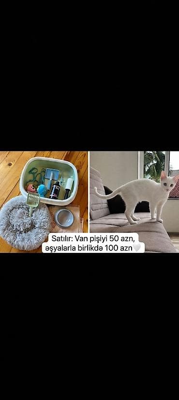 pişik lalafo: Van — 1