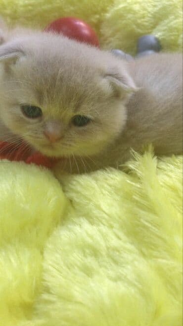 pişik adları azeri: Şinşilla, Dişi — 1