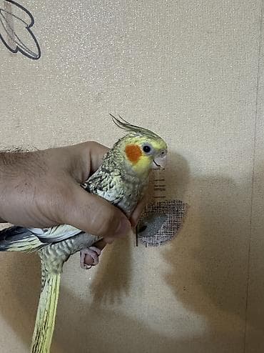 papuqay quş: AĞCABƏDİ RAYONU ÖZ YETİŞDİRDİYİMİZ BALA 2 AYLIQ XORUZ ƏLƏ TAM — 7