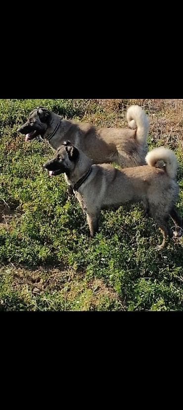hinduşka balalarına qulluq: Kanqal, 2 il, Dişi, Peyvəndli, Ünvandan götürmə — 1