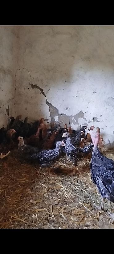 toyuq cuce: 2 aylığın keçmiş təmiz kənd çolpaları satılır, tam sağlam, aktiv — 1