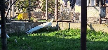 bakida it satislari: Ağ tovuz quşları – dekorativ quşlar - Növ: Pavo cristatus (ağ rəng — 5