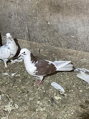 ev goyərcinləri: Məhsul: Ev göyərçinləri (dekorativ/uçuş üçün) endirm var Təsvir: - — 2