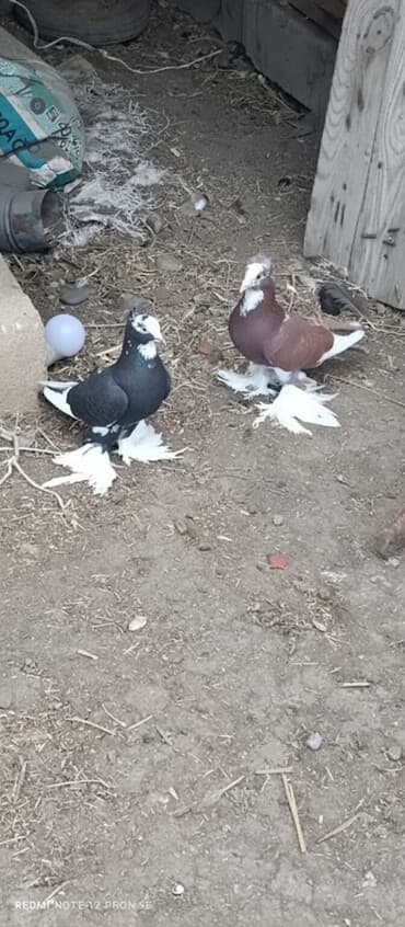 pulsuz heyvanlar verilir: Oynaq quşlardı cütduler. CÜTÜ.60 m — 1