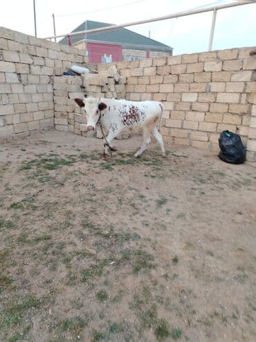 itlerin pulsuz verilmesi: Disi danadi yarma yiyib dam heyvandi — 4