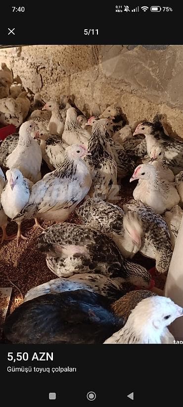 bildirçin əti satışı: ‼️ Serebrist Colpaları Endirim olundu 2 ay yarımlığ tam sağlam — 5