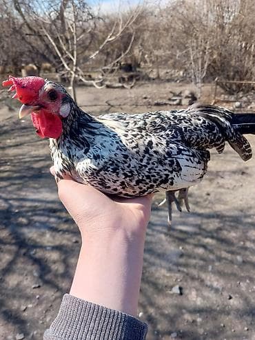 Salam herkese yaponka xoruzu satlr tekdı deye satram real alan yazzın — 9