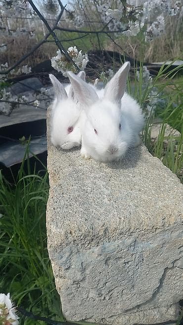 dovşan şəkli: Ağ albinos dovşan balaları – dekorativ və təsərrüfat üçün.1 ayliq — 4