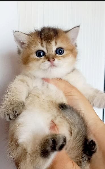 mingəcevir pişik: Britan, Dişi, Yaxşı əllərə, Ünvandan götürmə — 3