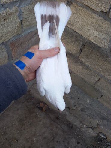 pavlin goyercin satisi: 2 bala 1 dənə zil qara 16 tük .qiymət 3 -nə — 2