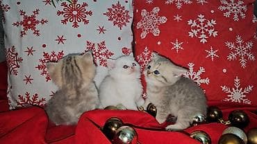 cins qazlar: Şotland yastı qulaq — 8