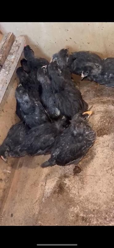 etlik cuce satisi: Toyuq cücələri, Ətlik, Ünvandan götürmə, Ödənişli çatdırılma — 1