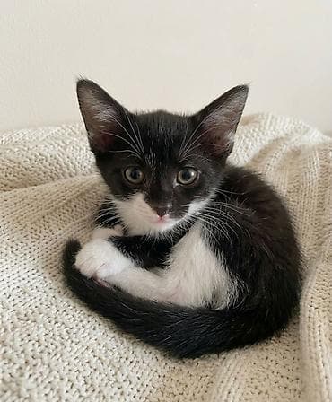 pisik etibarli ellere verilir: Dişi, Yaxşı əllərə — 7