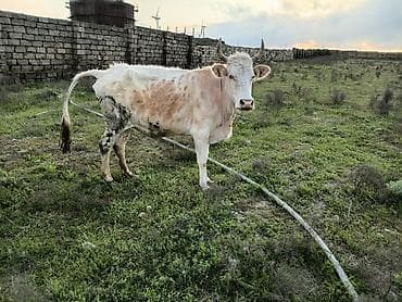 inek fermasi: Südlük və ətlik iri buynuzlu heyvanlar - Şəkillərdə müxtəlif rəngli — 4