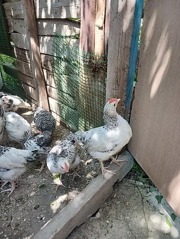 bildircin cucələri: Serebris çolpalari 2 ayliq — 7