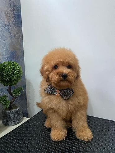 balaca it qiymetleri: Pudel — 2