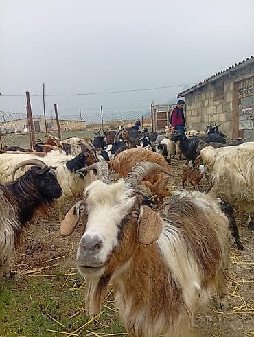 bala pişik ucuz: Qoyun-keçi təsərrüfatı üçün ana keçi sürüsü - Cins: yerli dağ/bozkeçi — 2