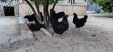 Heyvanlar: Toyuq, Australorp, Damazlıq — 7