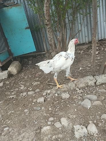 toyuq cüce: Ağ rəngdə, səpəli naxışlarla erkək toyuq. Uzun boyunlu, geniş döşlü — 6