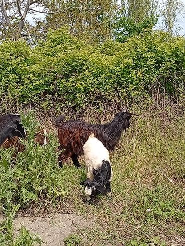 simental inek satilir: Salam keçilər kom satılır.Cəmi 8 başdır. 1 ədəd hələbdən dönmə 1 — 7
