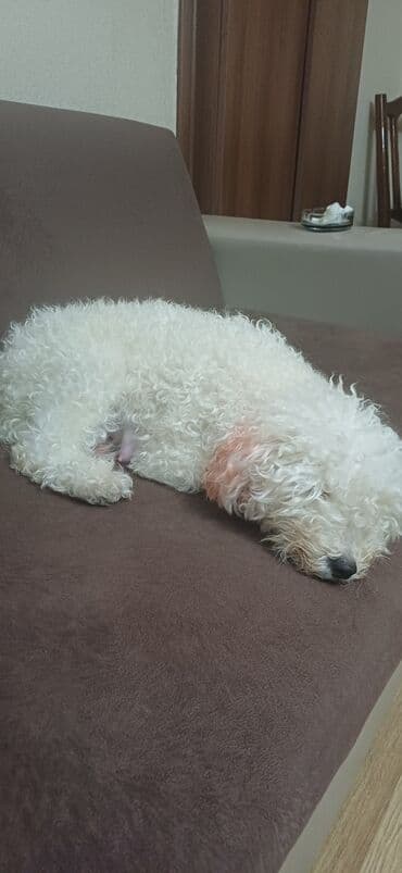 где купить собаку в баку: Пудель, Самка, С прививками, Платная доставка — 9