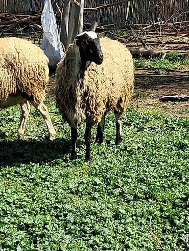 balaca quzu qiyməti: Bir yasi olar ya olmaz — 3