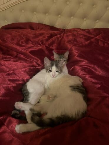 Digər heyvanlar: Yaxşı əllərə — 4