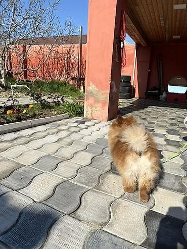 pitbul itləri: Şpitz — 2