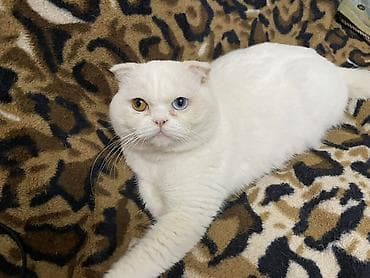 Quşlar: Şotland, Erkək — 2