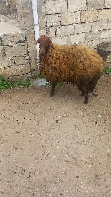 İtlər: Qoyun – yerli cins, uzun və qalın yunlu - Növ: qoyun (dişi) - Rəng — 2