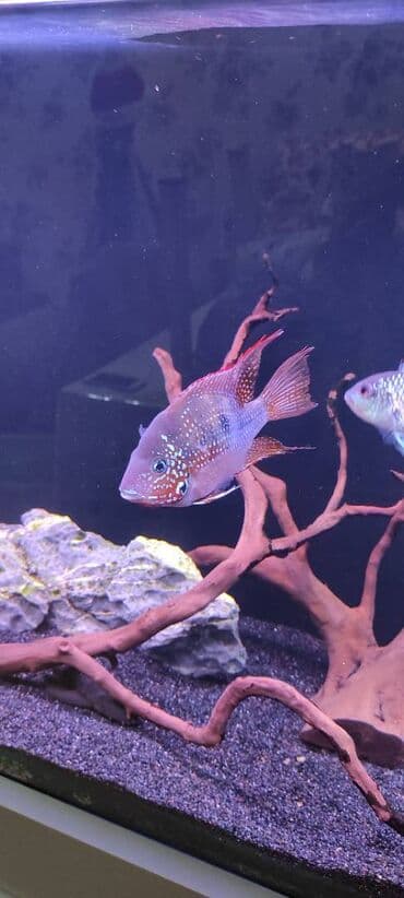 aranda baliq: Cixlid balığı — 2