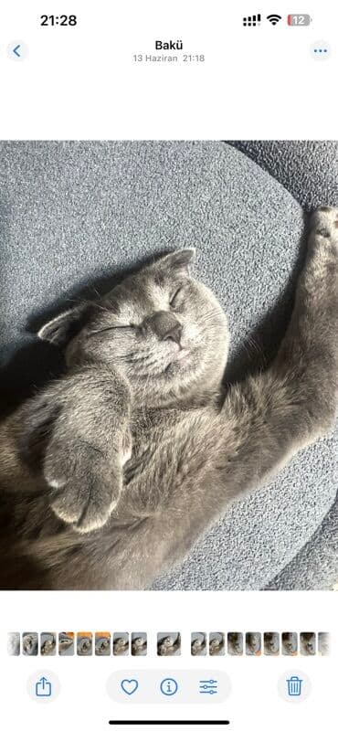 dişi pişik: Şotland — 2