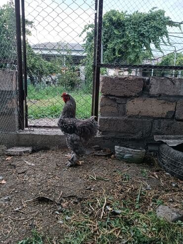 colpa toyuq: Toyuq, Brama, Damazlıq, Ödənişli çatdırılma — 1