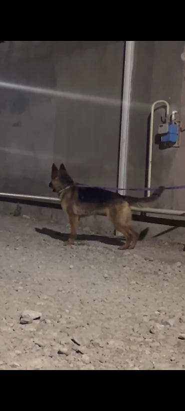 spaniel it: Alman çoban iti, 1 il, Dişi — 7