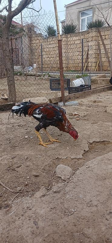 Xoruz, Brazil, il: 1, Ünvandan götürmə — 2