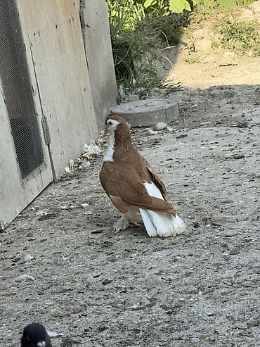 bala pişik ucuz: Erkey delfin satilir ciddi alicilar elaqe saxlasin — 2