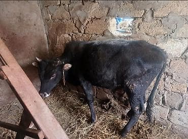 2 ayliq cuceler: Əla yem yeyir esil damazdiqdi dana — 2