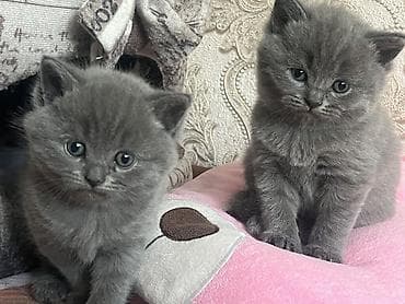 pişik satisi 2022: Britan, Erkək, Dişi, Yaxşı əllərə, Ünvandan götürmə — 1