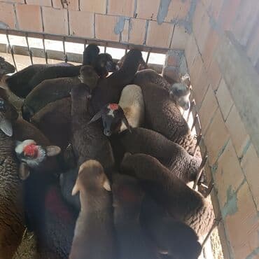 Salam hervaxdız xeyir saxlamlıq quzularm cxdı satqa isdiyen elaqe — 5