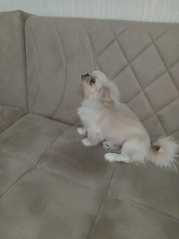 gencede heyvanlar: Pekines, 6 ay, Erkek — 2
