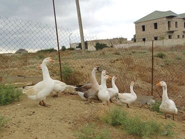 2 ayliq cuceler: Erkək, Ətlik, Ünvandan götürmə — 5